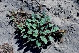 Erodium oxyrhynchum