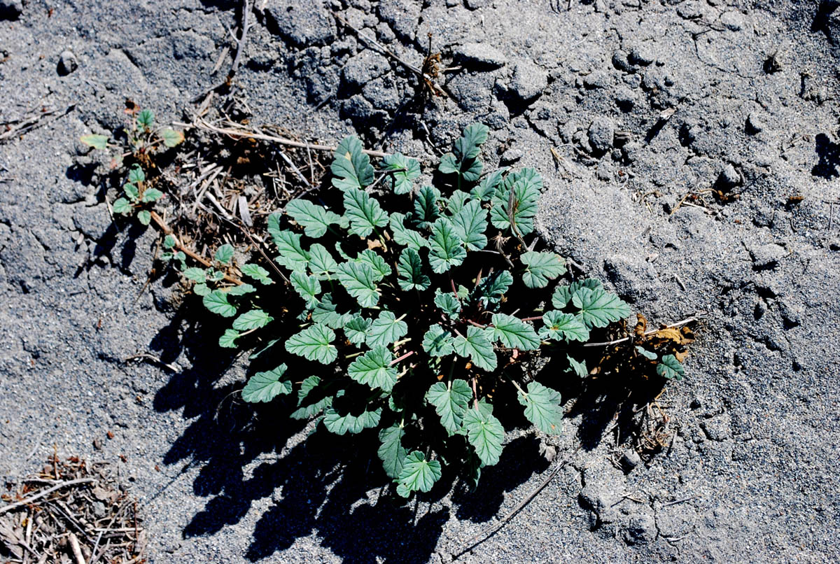 Изображение особи Erodium oxyrhynchum.