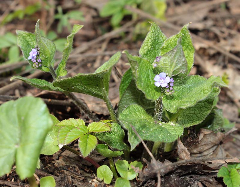 Image of Brunnera macrophylla specimen.