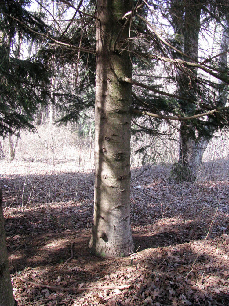 Image of Abies sibirica specimen.