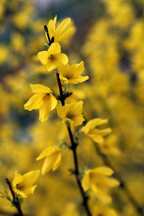 Изображение особи род Forsythia.