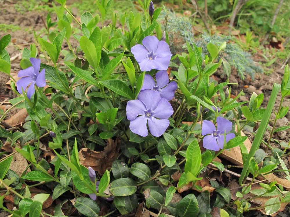 Image of Vinca minor specimen.