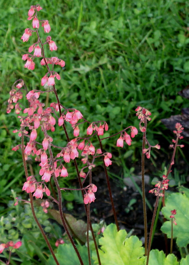 Image of Heuchera &times; brizoides specimen.