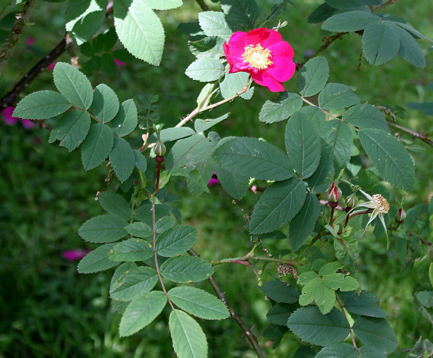 Изображение особи Rosa blanda.