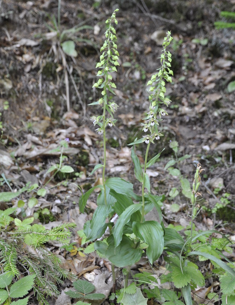Image of Epipactis helleborine ssp. degenii specimen.