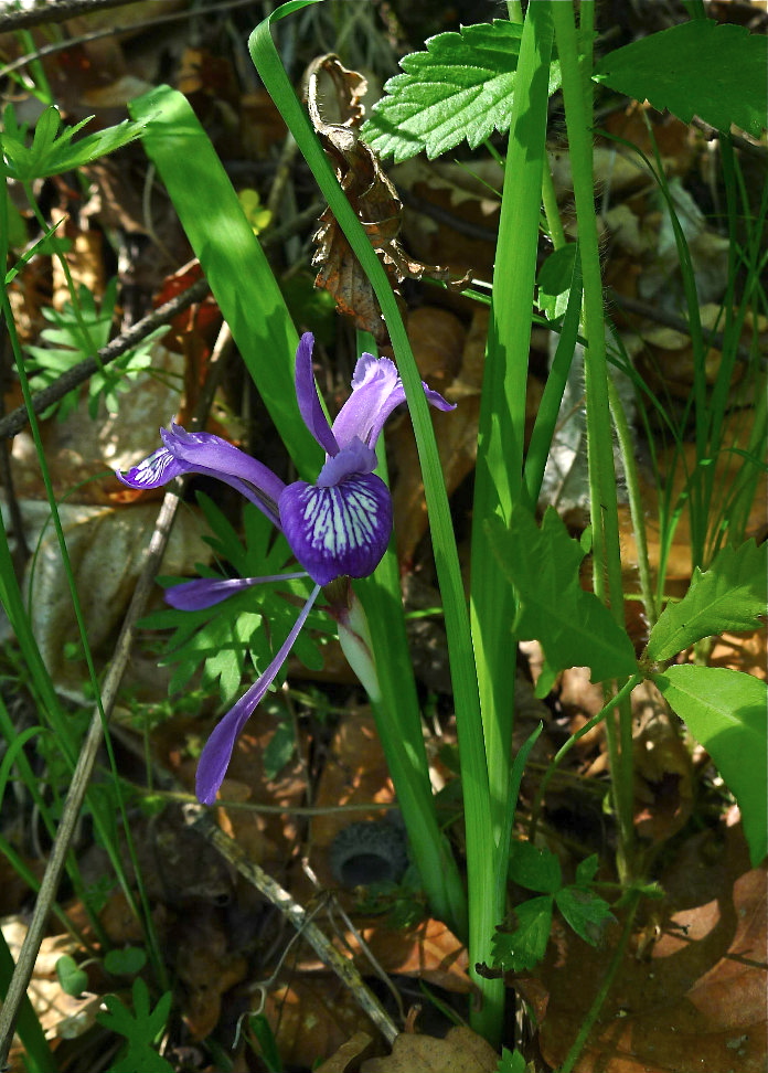 Image of Iris uniflora specimen.