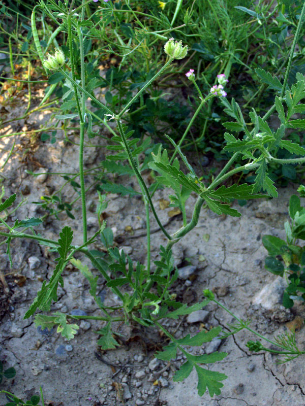 Image of Turgenia latifolia specimen.