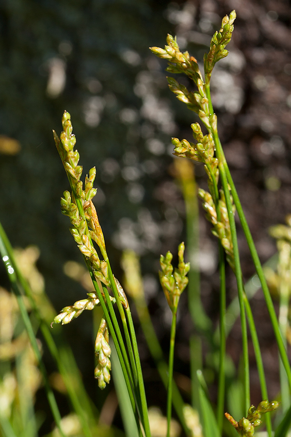 Изображение особи Carex ornithopoda.