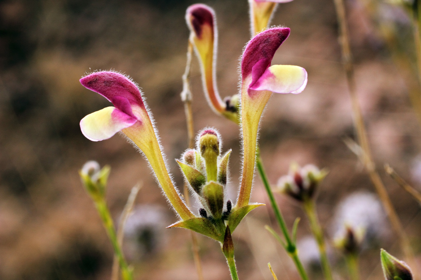 Image of Scutellaria ramosissima specimen.