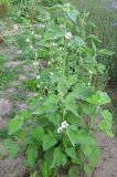 Althaea officinalis