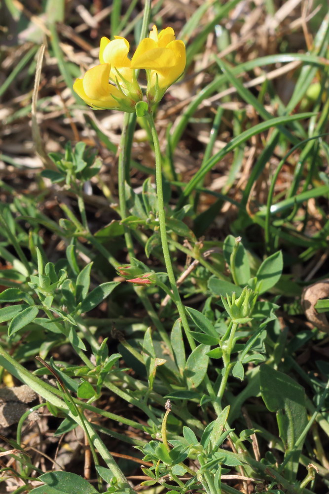 Image of genus Lotus specimen.