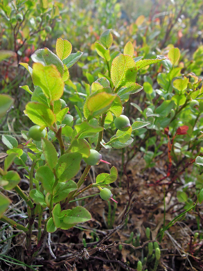 Image of Vaccinium myrtillus specimen.