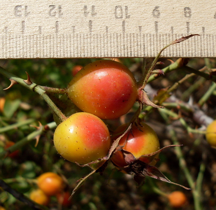 Image of Rosa tomentosa specimen.