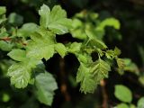 Crataegus chlorocarpa