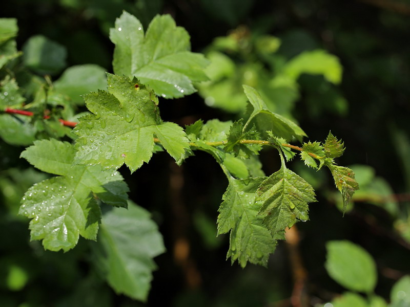 Image of Crataegus chlorocarpa specimen.