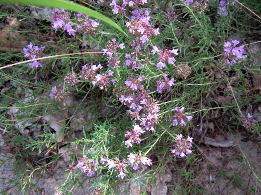 Изображение особи Thymus pallasianus.