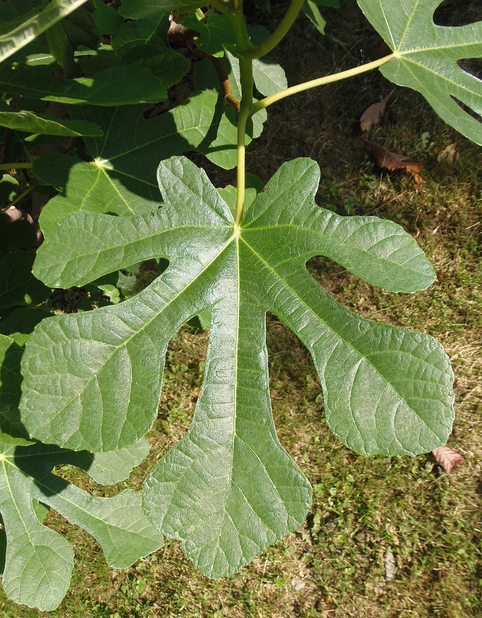 Изображение особи Ficus carica.