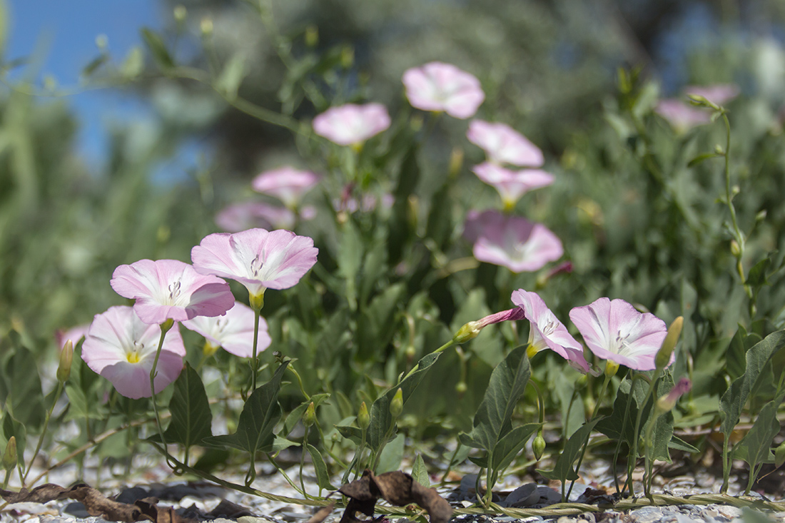 Изображение особи Convolvulus arvensis.