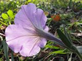 Petunia × hybrida. Цветок. Краснодарский край, г. Крымск, территория ОСС. 26.10.2013.
