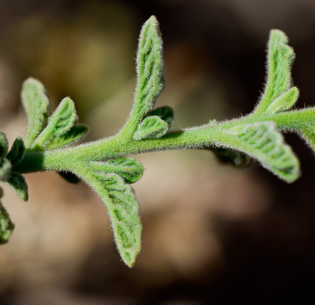 Изображение особи Heliotropium arbainense.