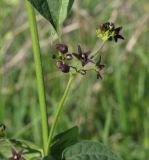 Vincetoxicum scandens. Соцветие. Ростовская обл., Тарасовский р-н, опушка байрачного леса. 17.05.2013.