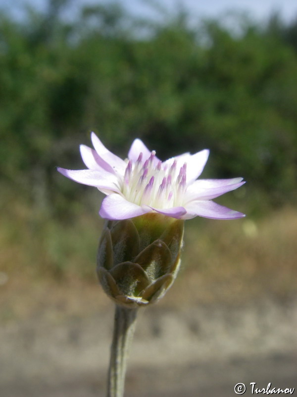 Image of Xeranthemum cylindraceum specimen.