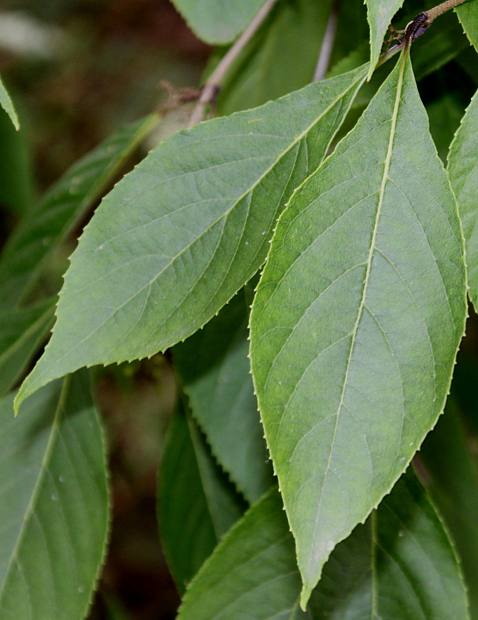 Изображение особи Callicarpa japonica.