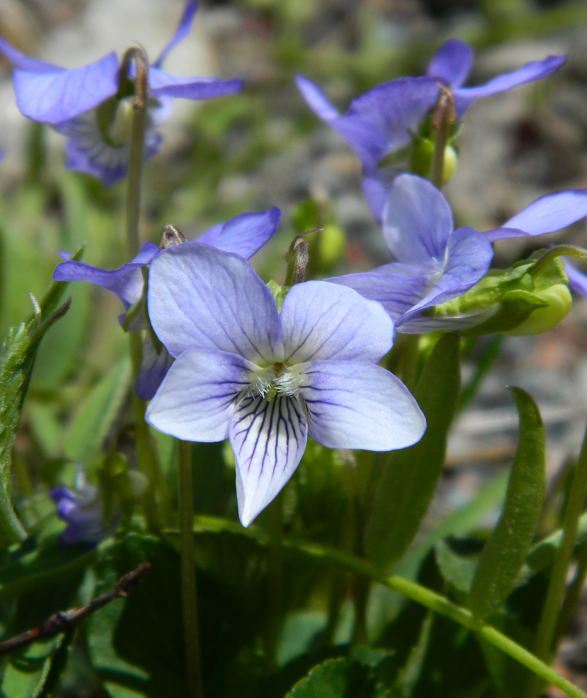 Изображение особи Viola sieheana.