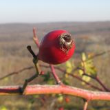 род Rosa