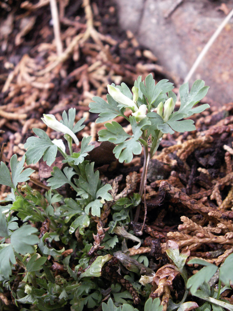 Изображение особи Corydalis capnoides.