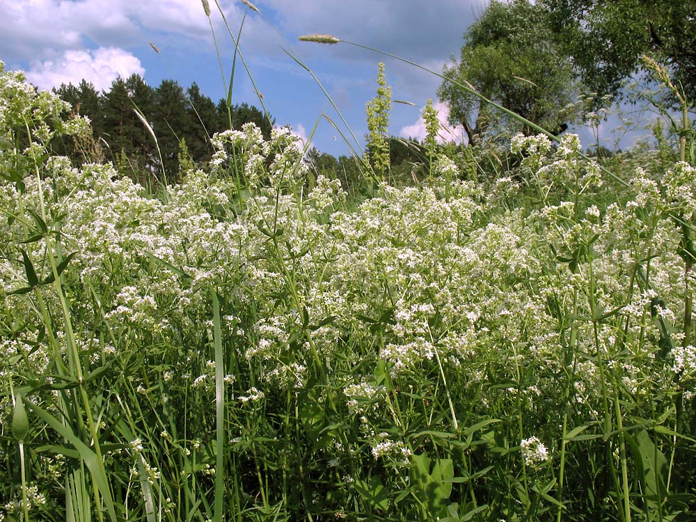 Image of Galium boreale specimen.