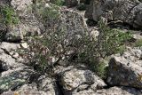 Cerasus tianshanica. Цветущее растение. Южный Казахстан, хр. Боролдайтау, гора Нурбай; высота 1200 м н.у.м. 23.04.2012.