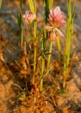 Trifolium philistaeum