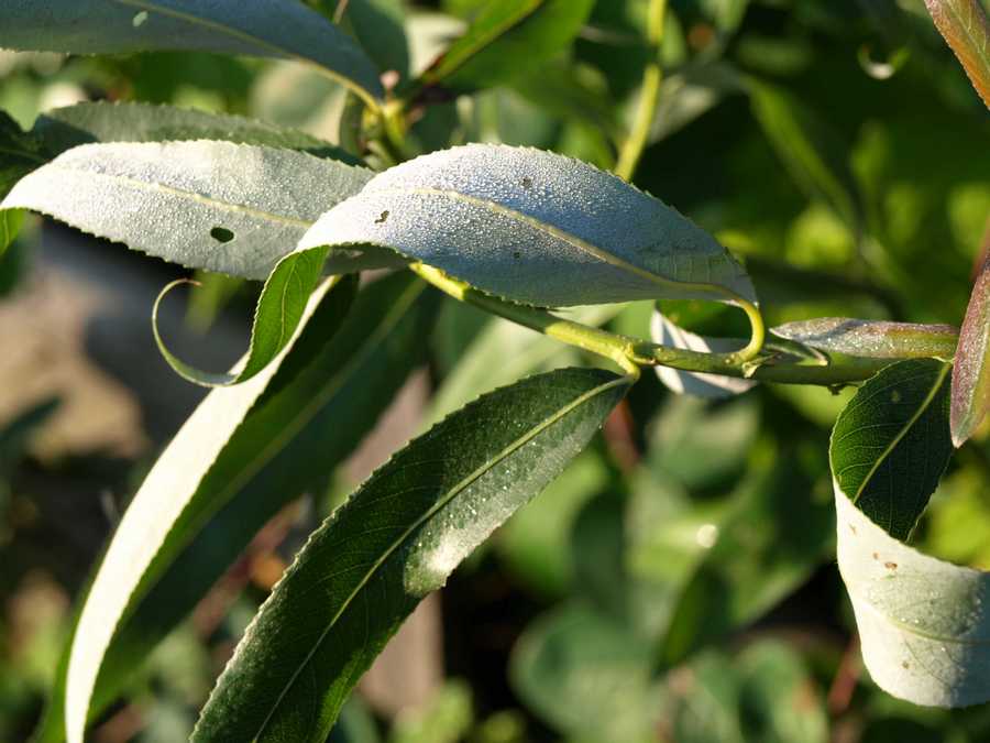 Image of genus Salix specimen.