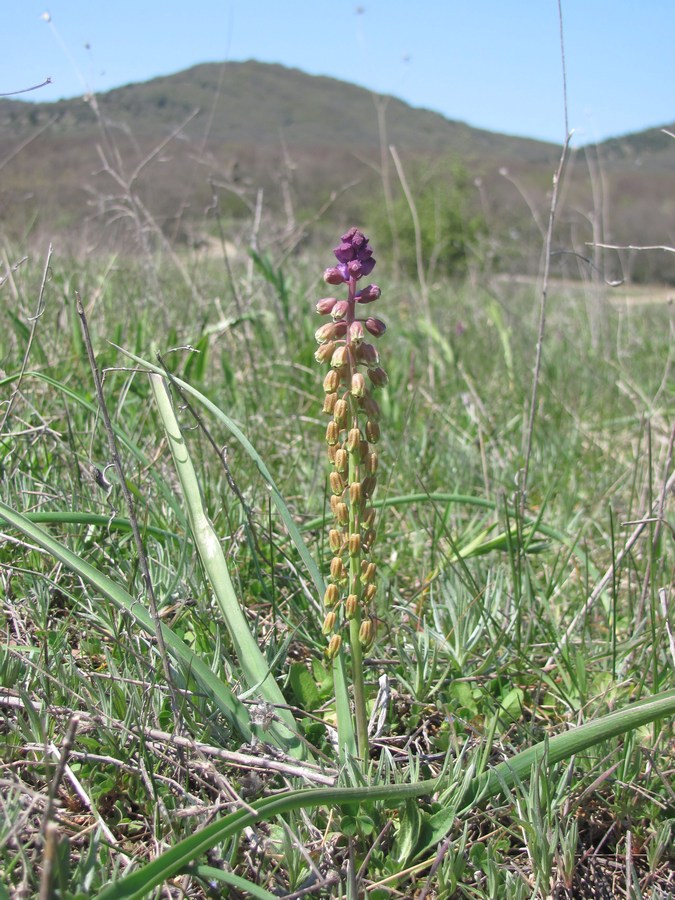 Image of Bellevalia lypskyi specimen.