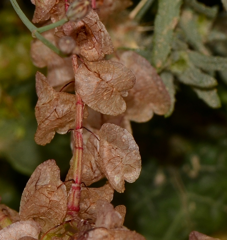 Image of Rumex vesicarius specimen.