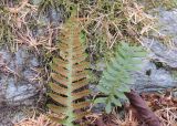 Polypodium sibiricum