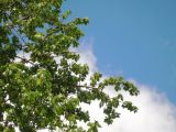 Populus × sibirica. Ветви плодоносящего растения. Москва, Новогиреево, промзона. 14.05.2014.
