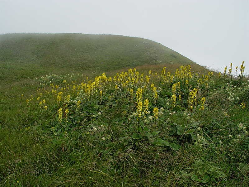 Image of Ligularia subsagittata specimen.