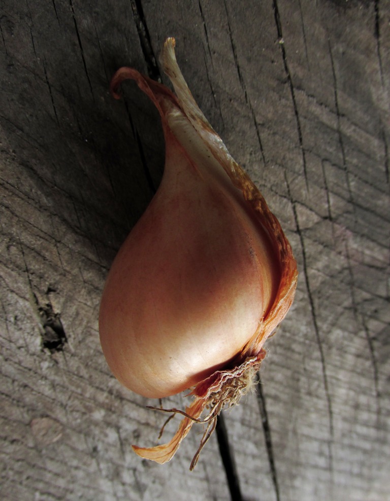 Image of Tulipa schmidtii specimen.