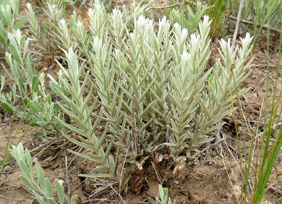 Image of Cymbochasma borysthenica specimen.