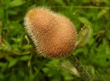 Papaver setiferum. Погибший бутон тератной (уродливой) формы. Украина, Кривой Рог, ботанический сад НАН Украины, в экспозиции дендрария. 31.05.2014.