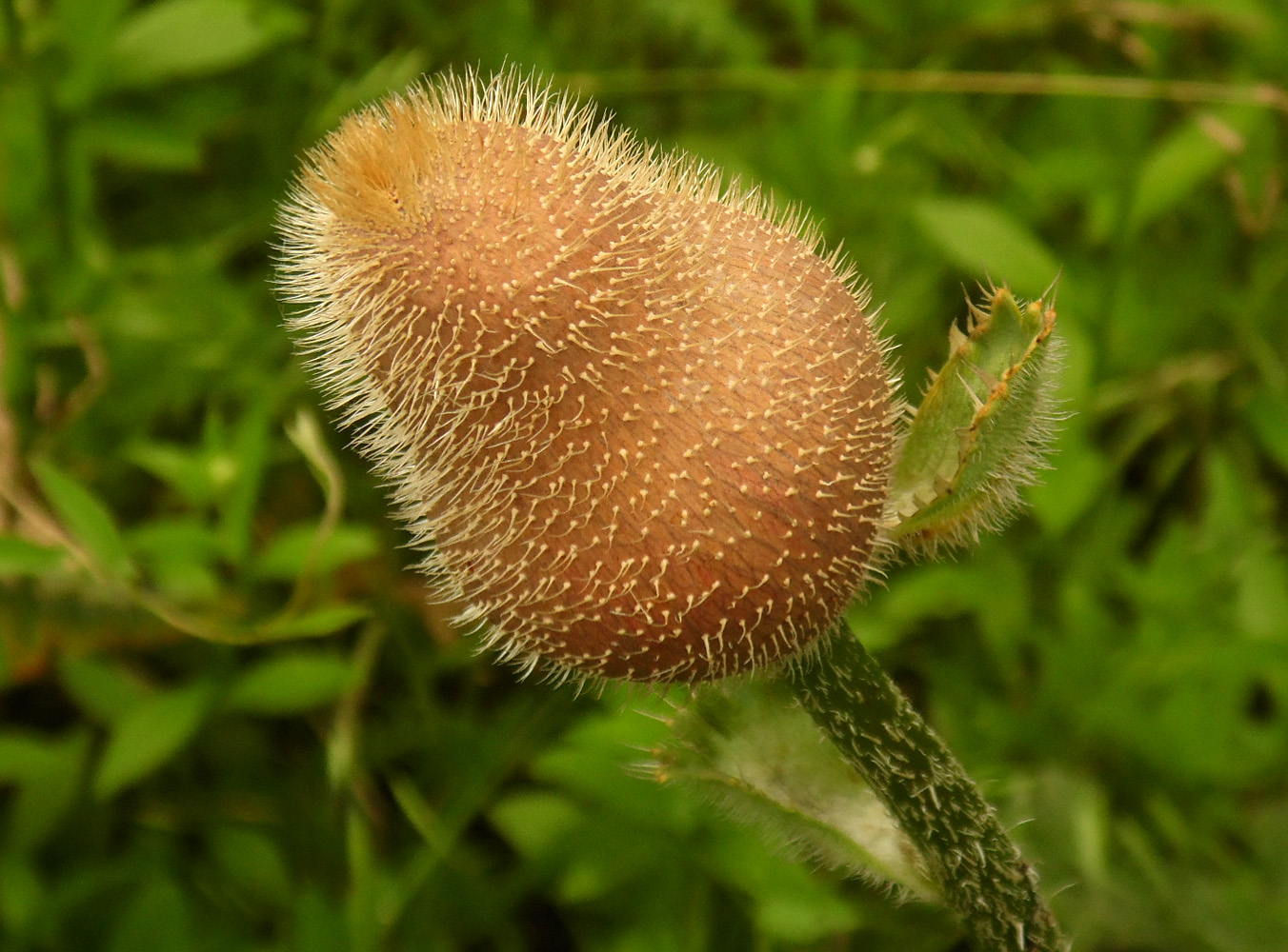 Изображение особи Papaver setiferum.