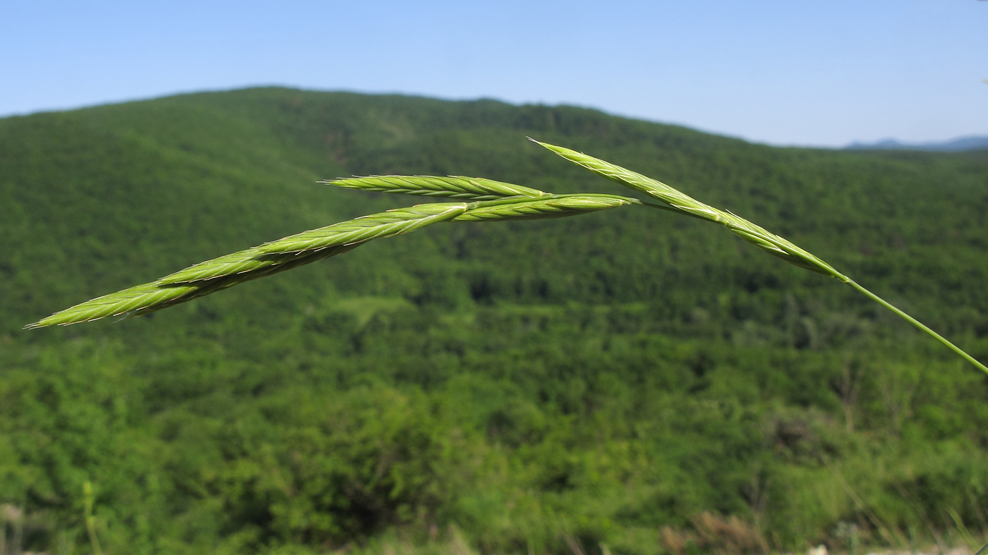 Изображение особи Brachypodium rupestre.