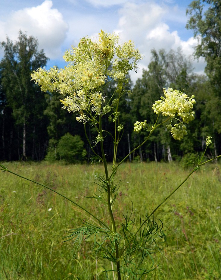 Image of Thalictrum lucidum specimen.