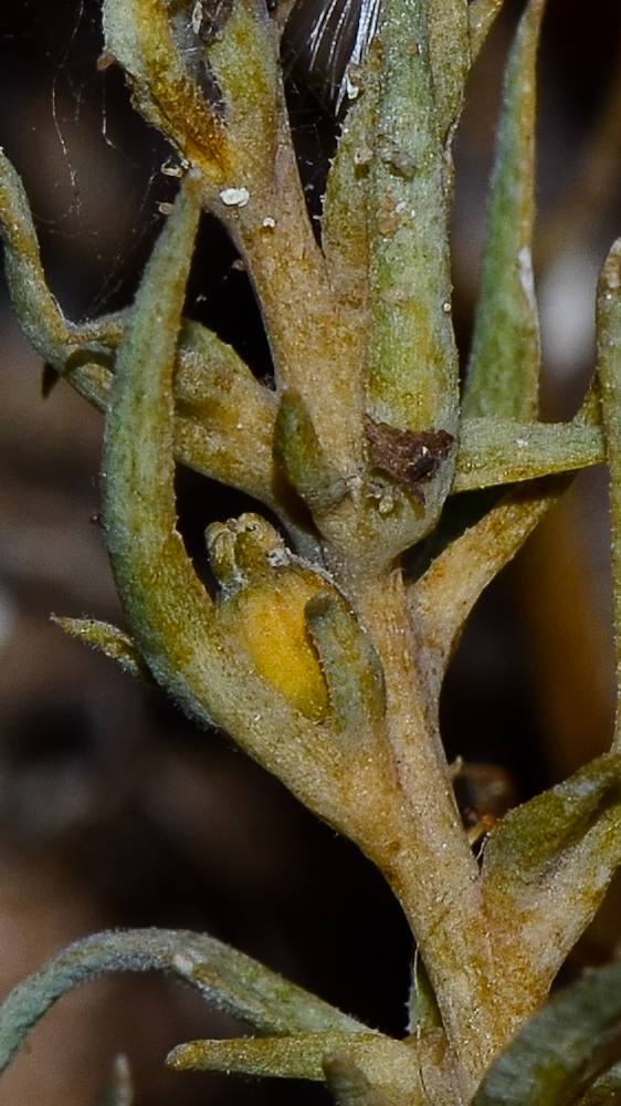 Image of Thesium humile specimen.