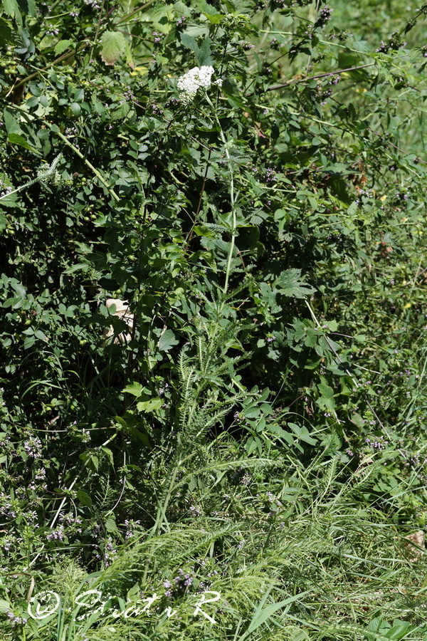 Изображение особи Achillea millefolium.