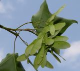 Acer cappadocicum