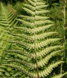 Dryopteris filix-mas. Средняя часть спороносящей вайи. Германия, г. Дюссельдорф, Ботанический сад университета. 03.06.2014.