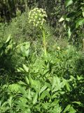 Archangelica decurrens